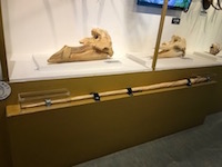 大哺乳類展２